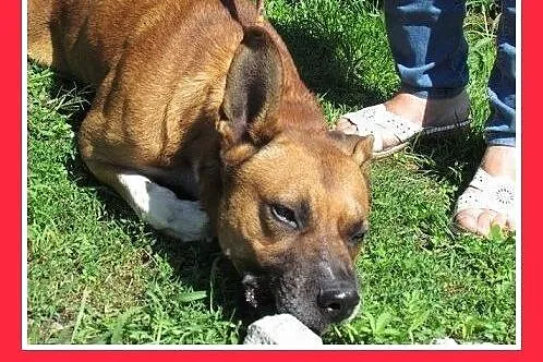 Amstaff mix,aktywny,przyjazny pies SZAFIR wpada  a