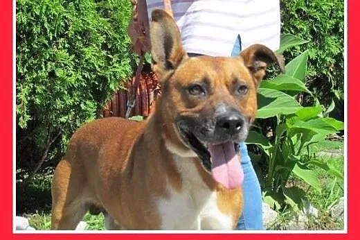 Amstaff mix,aktywny,przyjazny pies SZAFIR wpada  a