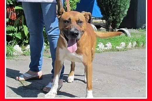 Amstaff mix,aktywny,przyjazny pies SZAFIR wpada  a