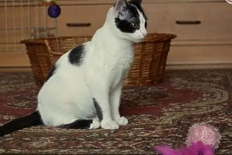 Malutka kotka Małgosia,  śląskie Sosnowiec
