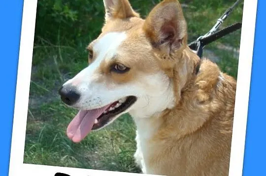 Suczka RUBI,3 lata,10 kg,przyjazna,łagodna,kontakt