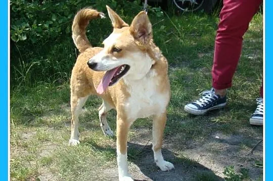 Suczka RUBI,3 lata,10 kg,przyjazna,łagodna,kontakt