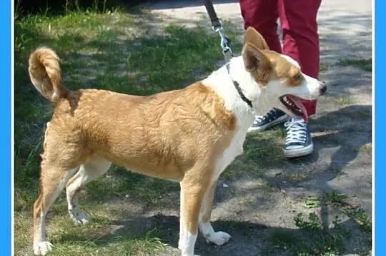 Suczka RUBI,3 lata,10 kg,przyjazna,łagodna,kontakt