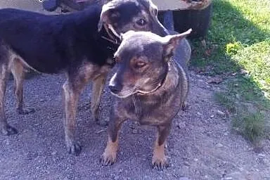 Psia para na miarę Bonnie i Clyde’a szuk