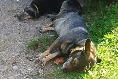 Psia para na miarę Bonnie i Clyde’a szuk