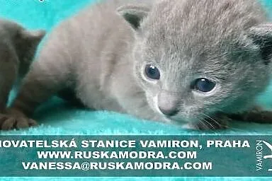 Rosyjskie Niebieskie kocięta z rodowodem,  podlask