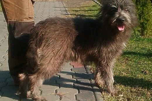 AZA młodziutka sunia wyjątkowej urody,  małopolskie Kraków