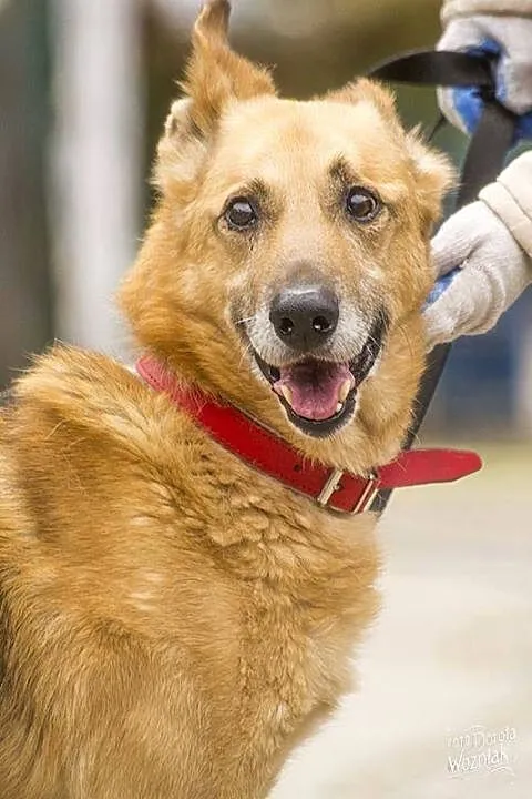 Radosny, uśmiechnięty Rudi, cudowny OWCZAREK adopc