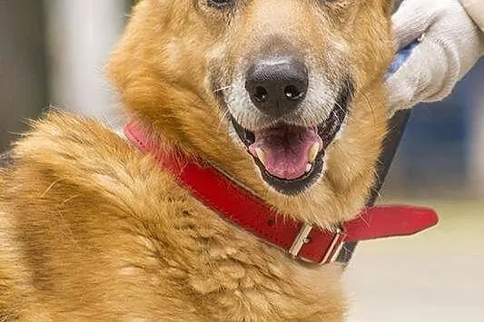 Radosny, uśmiechnięty Rudi, cudowny OWCZAREK adopc