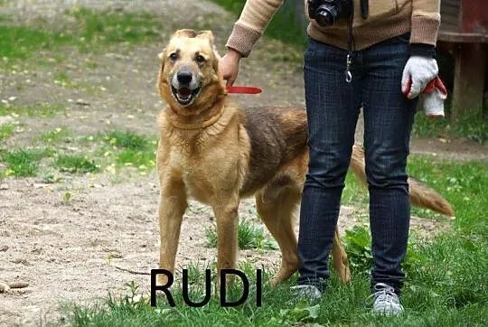Radosny, uśmiechnięty Rudi, cudowny OWCZAREK adopc