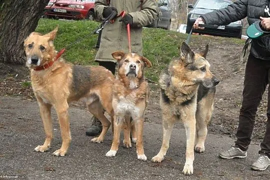 Radosny, uśmiechnięty Rudi, cudowny OWCZAREK adopc