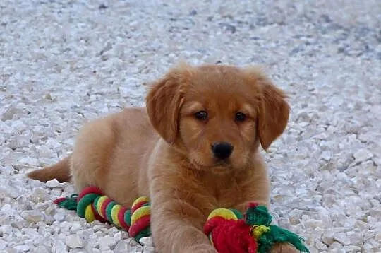 Szczeniaki Golden retriever
