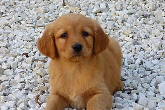 Szczeniaki Golden retriever, Świętokrzyskie, Kielce