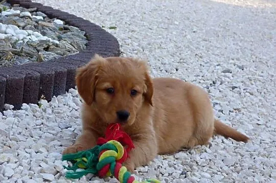 Szczeniaki Golden retriever, Świętokrzyskie, Kielce