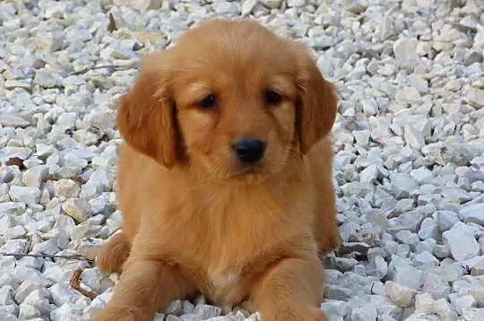 Szczeniaki Golden retriever, Świętokrzyskie, Kielce