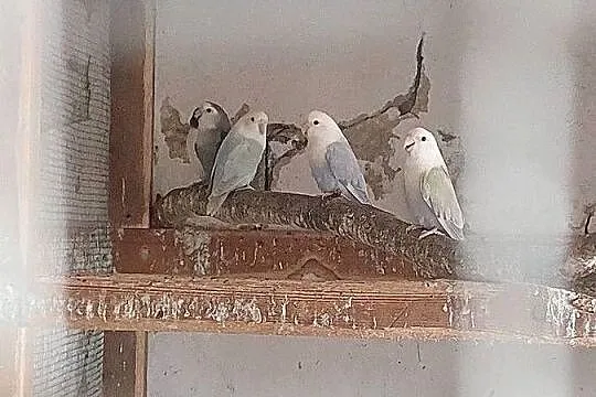 Papugi nimfy i inne, Łódzkie, Błaszki