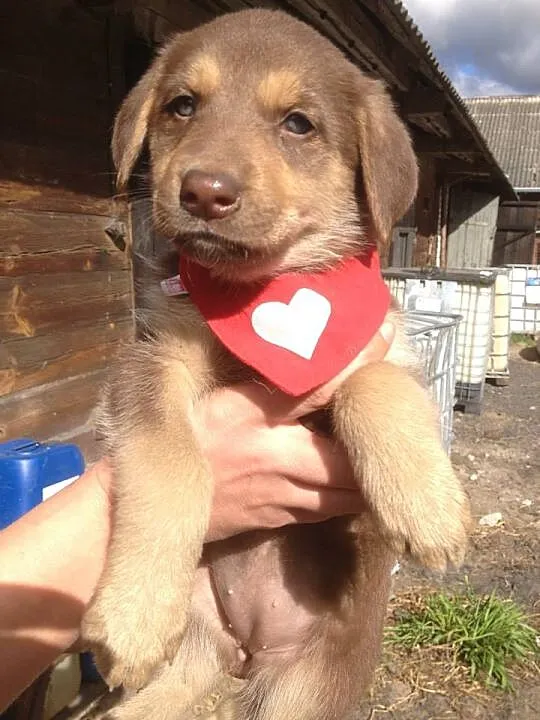 Coco,Bunia i Muffin do adopcji