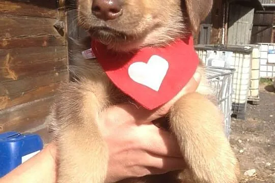 Coco,Bunia i Muffin do adopcji