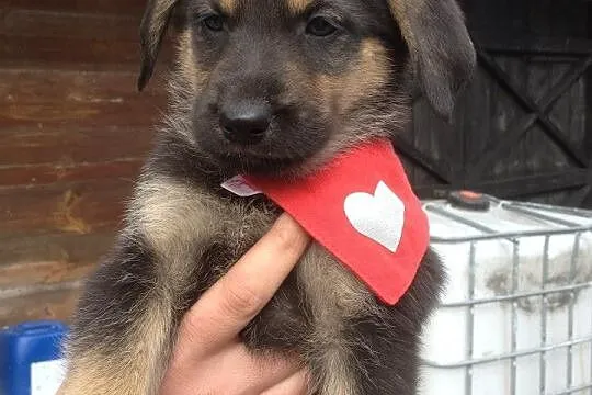 Coco,Bunia i Muffin do adopcji