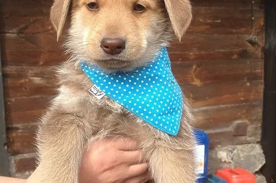 Coco,Bunia i Muffin do adopcji