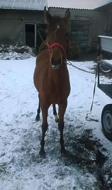 Klacz czystej krwi arabskiej
