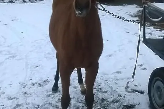 Klacz czystej krwi arabskiej