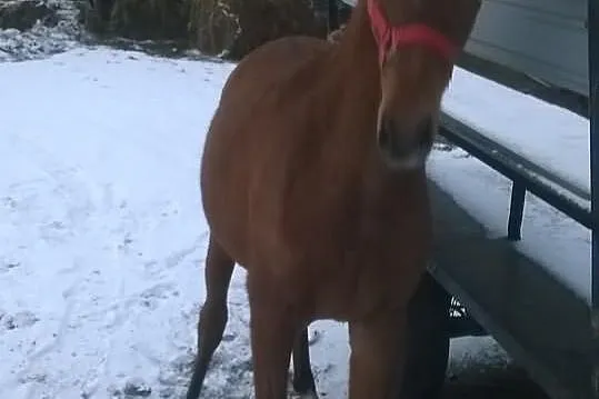 Klacz czystej krwi arabskiej