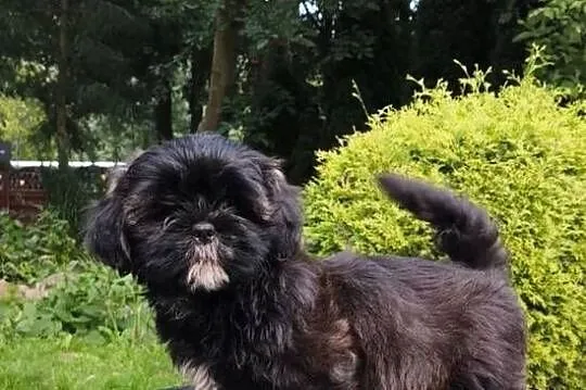 ShihTzu suczka Hana, Pomorskie, Chmielno