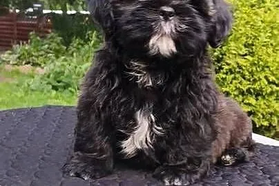 ShihTzu suczka Hana, Pomorskie, Chmielno
