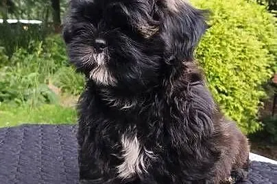 ShihTzu suczka Hana, Pomorskie, Chmielno