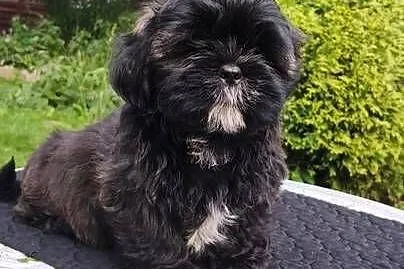 ShihTzu suczka Hana, Pomorskie, Chmielno