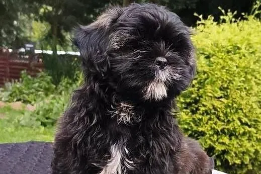 ShihTzu suczka Hana, Pomorskie, Chmielno