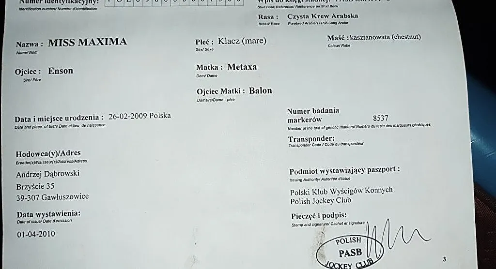 Piękna Klacz Arabska, ,
