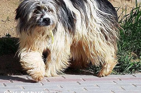 POMPON młodziutki ZJAWISKOWY piesek szuka DOBREGO 