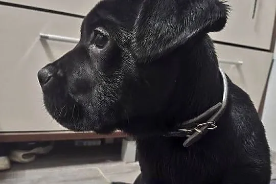 Szczeniaki Cane Corso, Mazowieckie, Radom