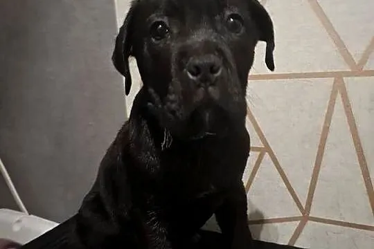 Szczeniaki Cane Corso, Mazowieckie, Radom