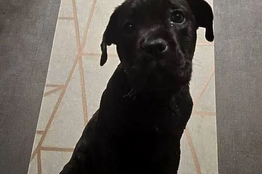 Szczeniaki Cane Corso, Mazowieckie, Radom