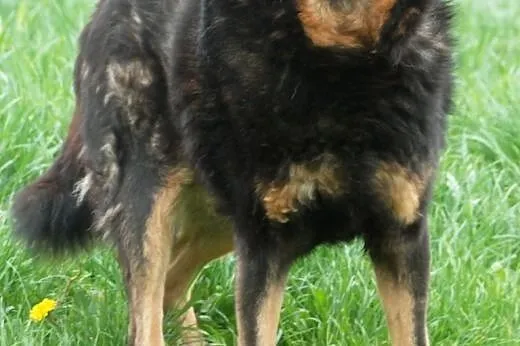 Norek - spokojny i fajny psi przyjaciel - adopcja,