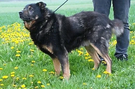 Norek - spokojny i fajny psi przyjaciel - adopcja,
