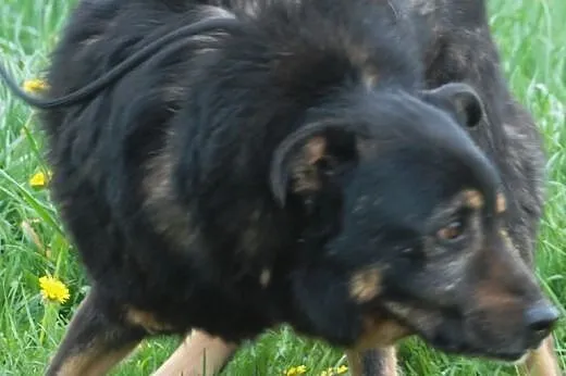 Norek - spokojny i fajny psi przyjaciel - adopcja,