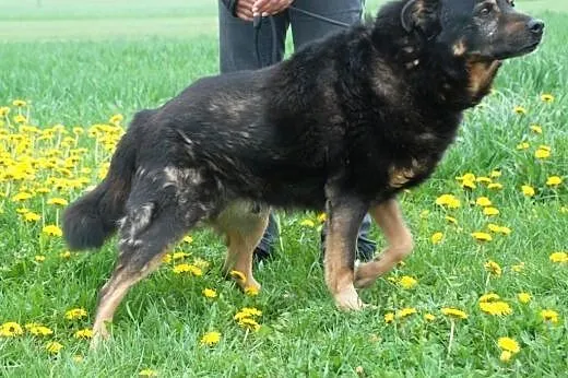 Norek - spokojny i fajny psi przyjaciel - adopcja,