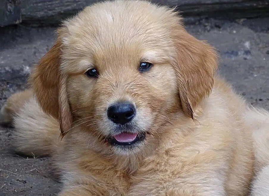 Golden retriever do odbioru, Mazowieckie, Przysucha
