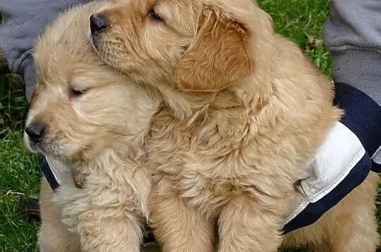Golden retriever do odbioru, Mazowieckie, Przysucha