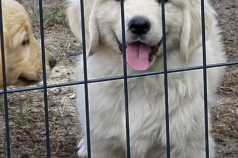Golden retriever do odbioru, Mazowieckie, Przysucha