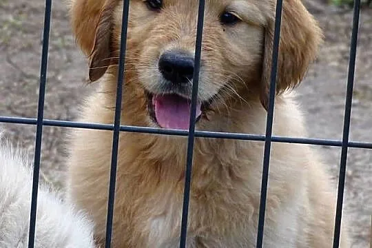 Golden retriever do odbioru, Mazowieckie, Przysucha