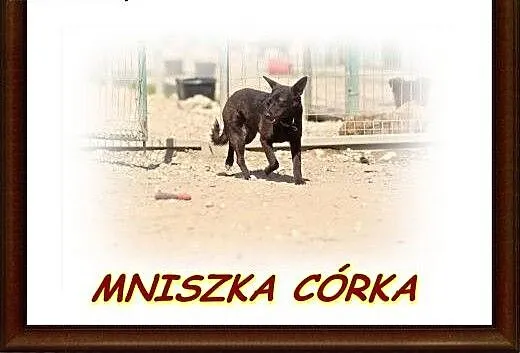 Średniej wielkości ,spokojna suczka Mniszka ''córk