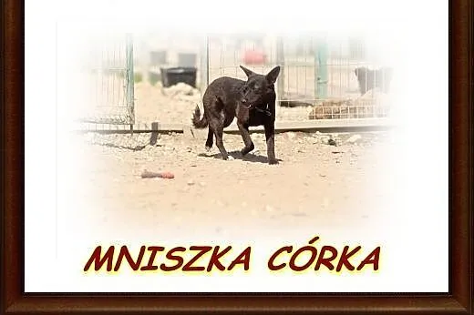 Średniej wielkości ,spokojna suczka Mniszka ''córk