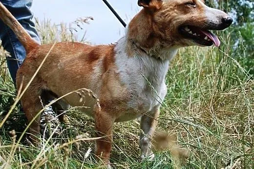 KORALIK- 2-letni piesek, aktywny,umięśniony mix te
