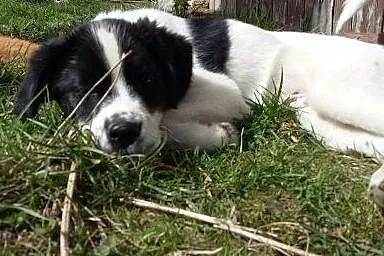 Mały Mordimer szuka domku!,  dolnośląskie Jelenia 