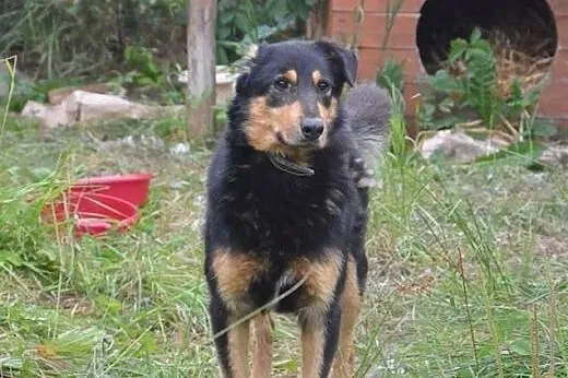 Misiu -pies bez ucha,adopcja!!,  świętokrzyskie Ki